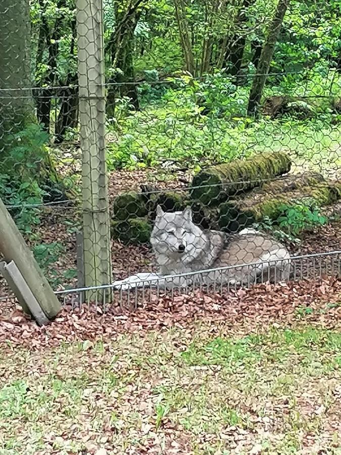 Ferienwohnung Am Wolfsweg メルツィッヒ エクステリア 写真